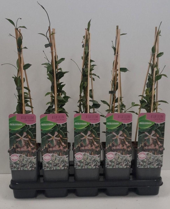 <h4>Trachelospermum Asiaticum 'Star of Milano'</h4>