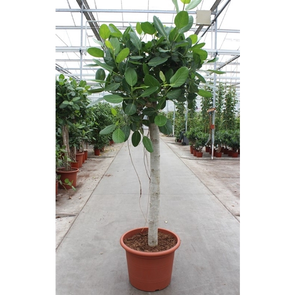 <h4>Ficus benghalensis</h4>