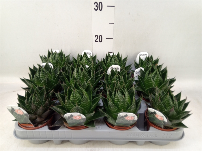 <h4>Aloe aristata 'Cosmo'</h4>