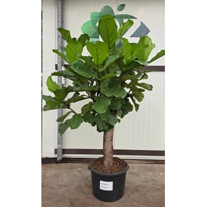 Ficus Lyrata stam 200