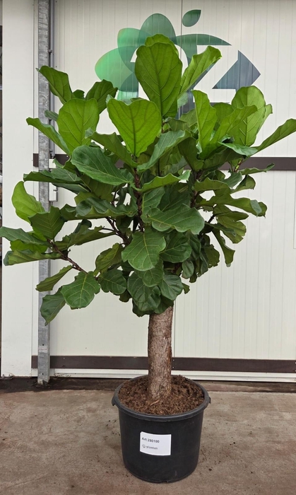 <h4>Ficus Lyrata stam 200</h4>