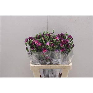 Di Solomio Mysteryfly