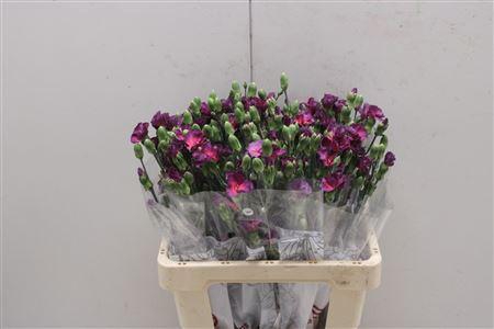 <h4>Di Solomio Mysteryfly</h4>