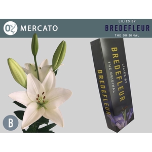 LI LA MERCATO QUALITY BOX 5+