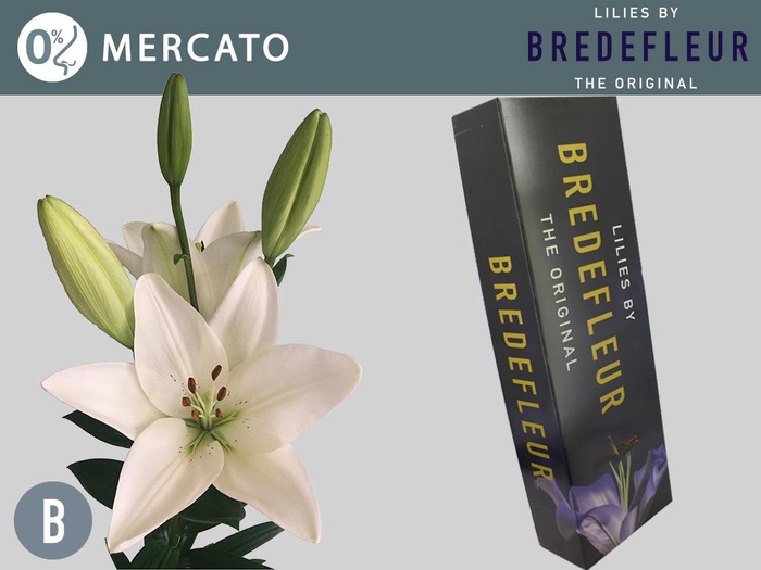 <h4>LI LA MERCATO QUALITY BOX 5+</h4>