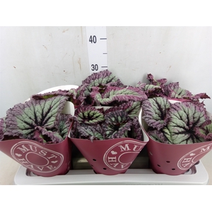 Begonia BD   ...