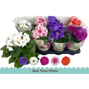 !! PROMO !! PRIM OBCONICA MIX