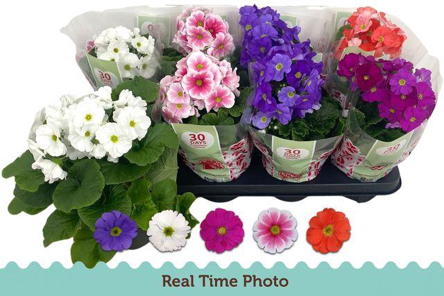 <h4>!! PROMO !! PRIM OBCONICA MIX</h4>