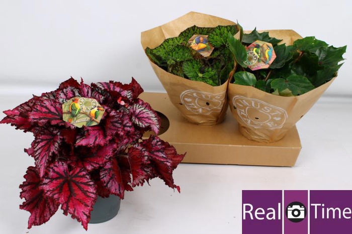 <h4>BEG BEL GEM</h4>