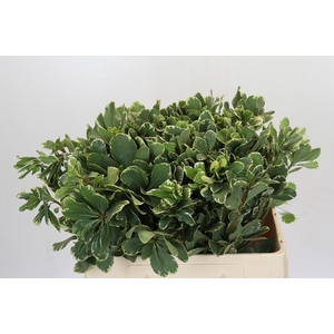 Pittosporum Ilan