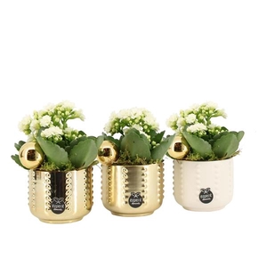 61845: X-mas arrangement