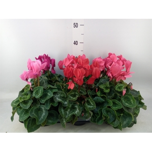 Cyclamen GR 'Leopardo'