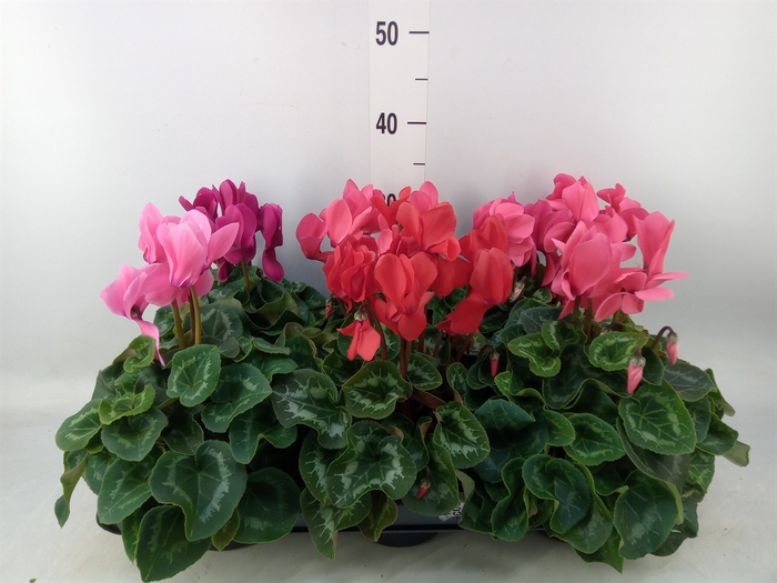 <h4>Cyclamen GR 'Leopardo'</h4>