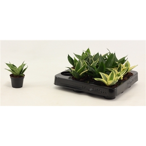 Sansevieria Hahnii 6 cm mix