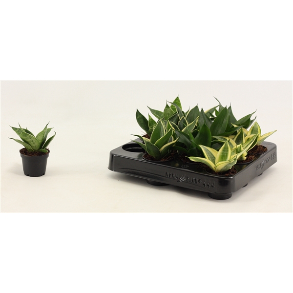 <h4>Sansevieria Hahnii 6 cm mix</h4>