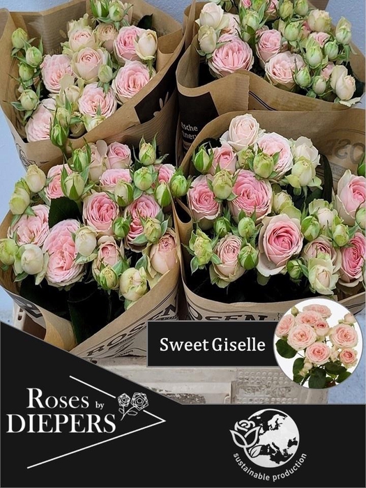 <h4>R TR SWEET GISELLE!</h4>