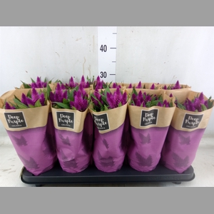 Celosia arg. SP 'Deep Purple'