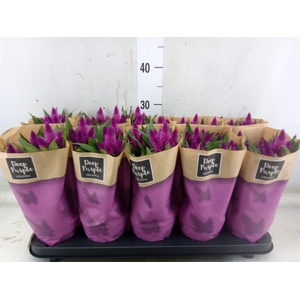 Celosia arg. SP 'Deep Purple'