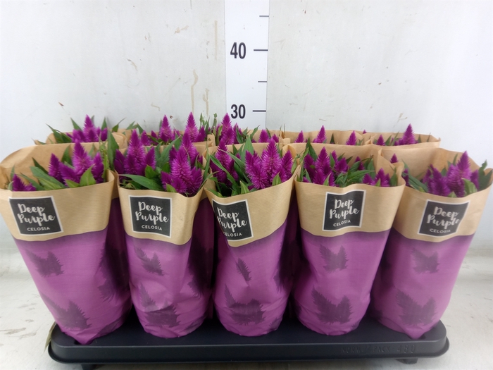 <h4>Celosia arg. SP 'Deep Purple'</h4>