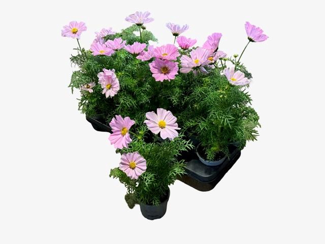 <h4>COSM BIP SON PINK</h4>
