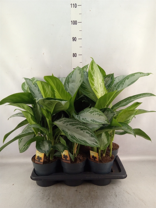 <h4>Aglaonema  'Silver Bay'</h4>