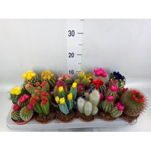 Cactus   ...decorated