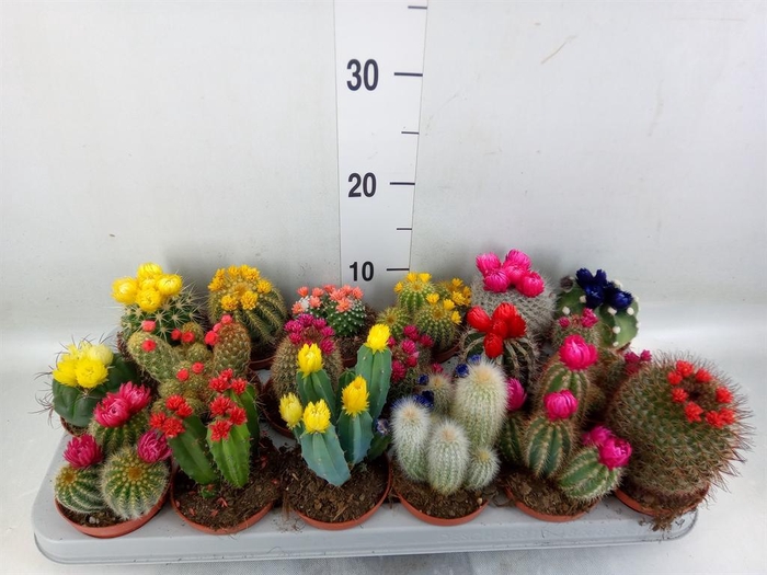 <h4>Cactus   ...decorated</h4>