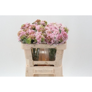 Scab At Punch Bon Bon