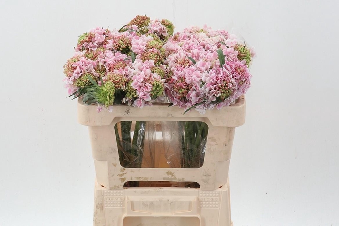 <h4>Scab At Punch Bon Bon</h4>