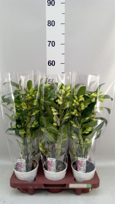 <h4>Dendrobium nob. 'StarCla Apollon'</h4>