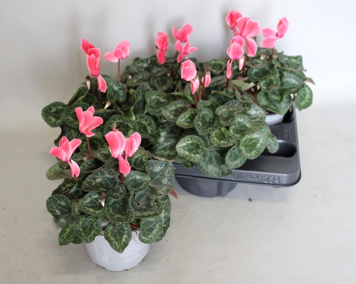 <h4>Cyclamen Super serie XL Salmon Flamed</h4>