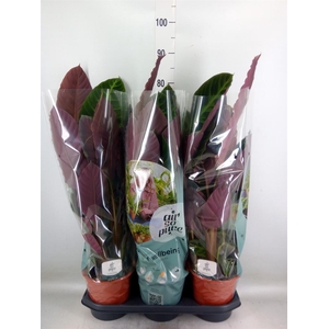 Calathea warscewiczii