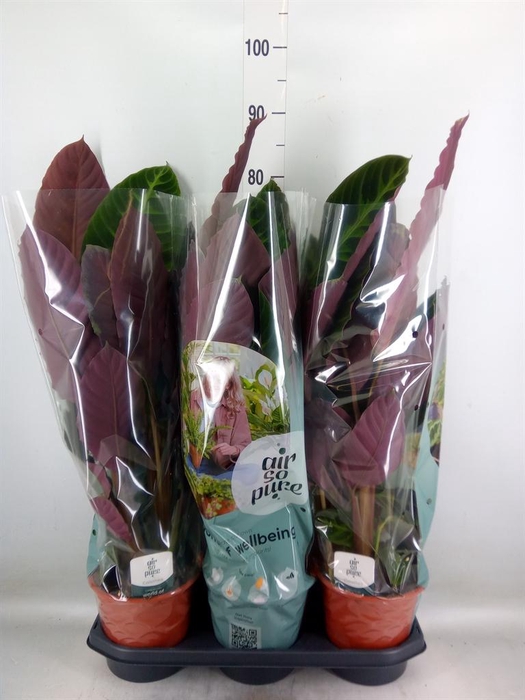 <h4>Calathea warscewiczii</h4>