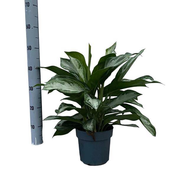 Aglaonema Silver bay 21Ø 50cm 3pp