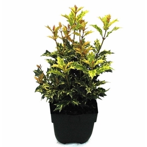 Osmanthus heterophyllus 'Goshiki' P17