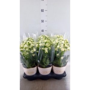 Kalanchoe  'Sunny White'