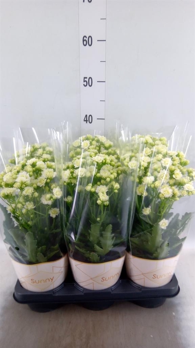 <h4>Kalanchoe  'Sunny White'</h4>