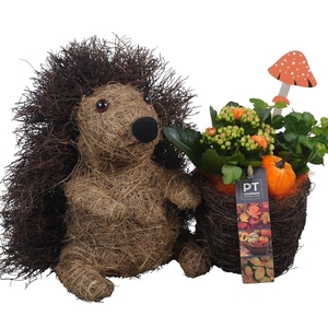 Arr.   Planten L%