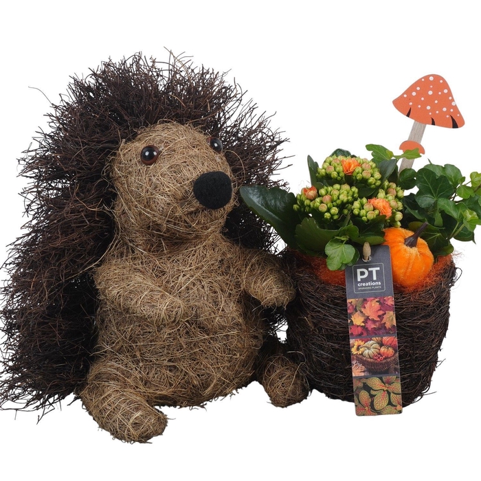 <h4>Arr.   Planten L%</h4>
