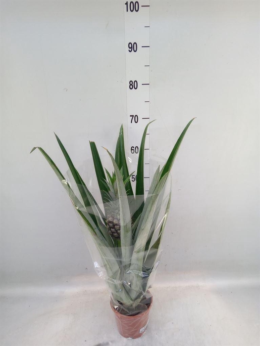 <h4>Ananas  'Champaca'</h4>