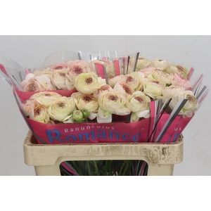 Ranunculus Romance Orleans