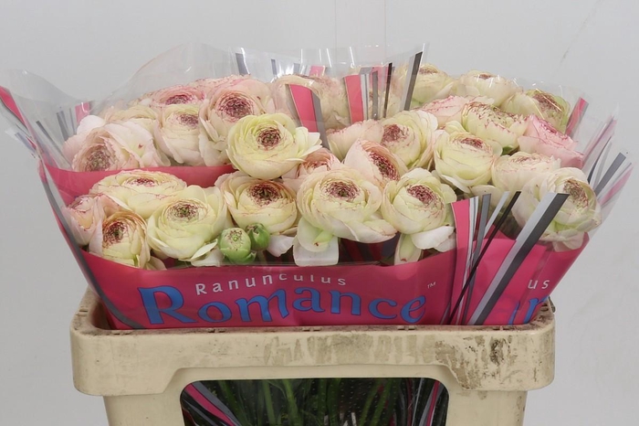 Ranunculus Romance Orleans