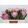Protea Cynaroides