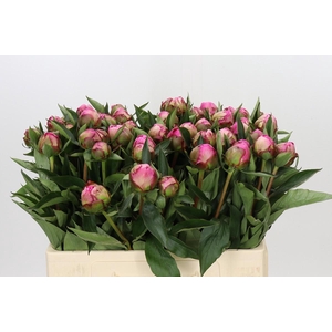 Paeonia Dr A Fleming