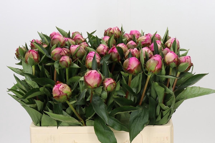 <h4>Paeonia Dr A Fleming</h4>