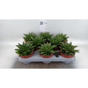 Gasteria