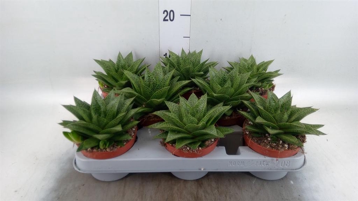 <h4>Gasteria</h4>