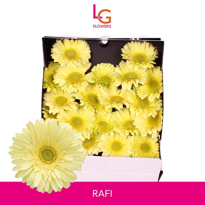 <h4>Germini Rafi Diamond</h4>