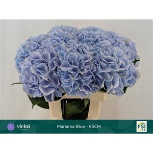 Hydr M Mariama Light Blue