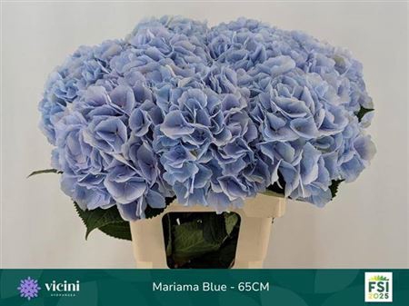 <h4>Hydr M Mariama Light Blue</h4>